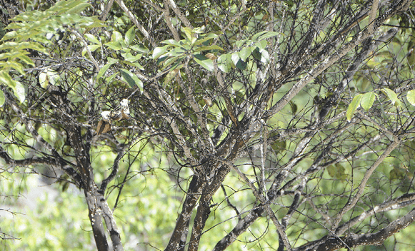 Crape myrtle bark scale treatment needed.