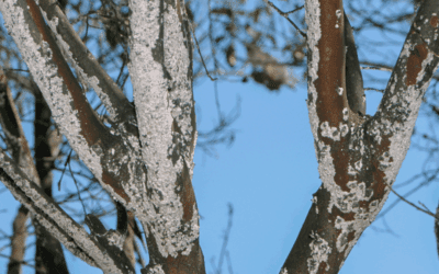 Crape Myrtle Bark Scale Treatment: The Time is Now