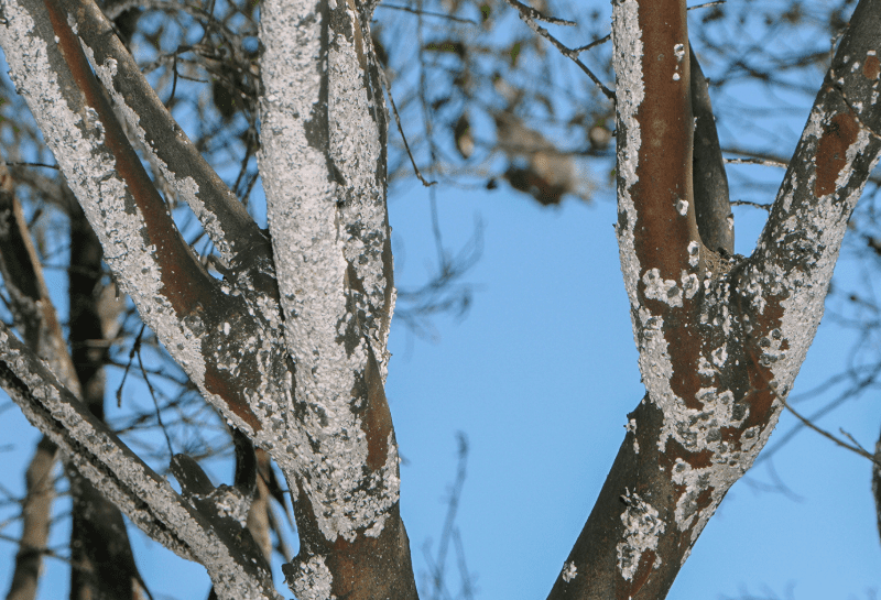 Crape Myrtle Bark Scale Treatment: The Time is Now