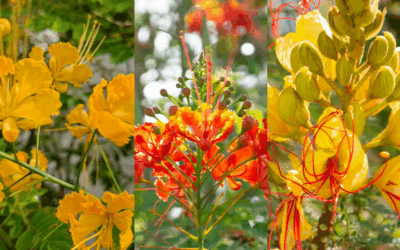 Pride of Barbados Varieties for San Antonio, Texas Gardens