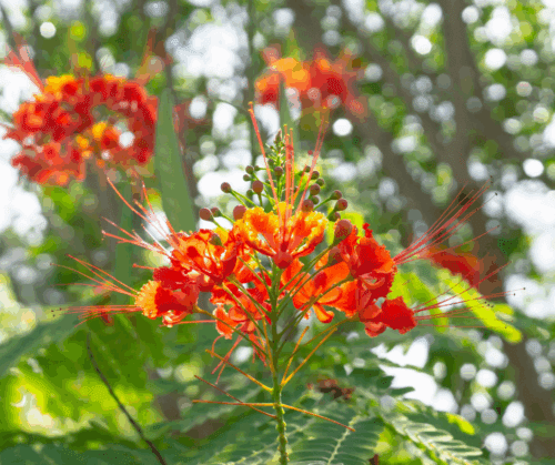 Pride of Barbados Varieties: Caesalpinia pulchrrima.