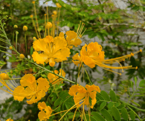Pride of Barbados varieties: Caesalpinia mexicana