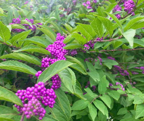 Benefits of Beautyberry are numerous.
