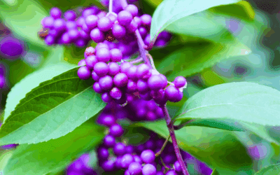 The Many Benefits of Beautyberry