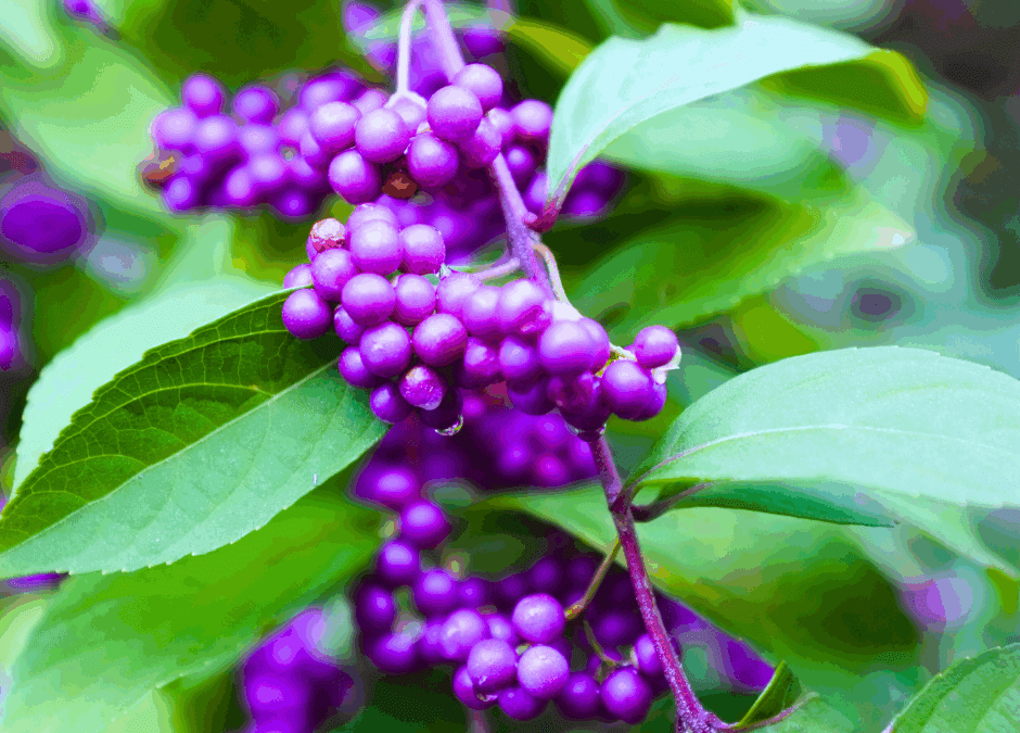 The Many Benefits of Beautyberry