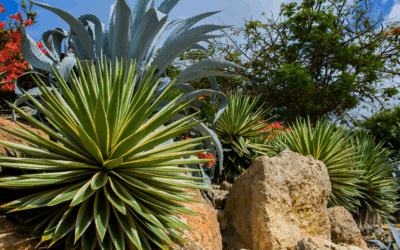 Evaluating Planting Spaces for Agave, Cactus &  Desert Specimens