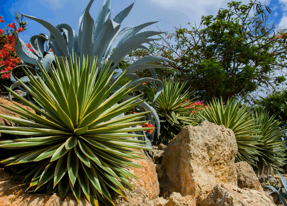 Evaluating Planting Spaces for Agave, Cactus &  Desert Specimens