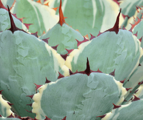 agave