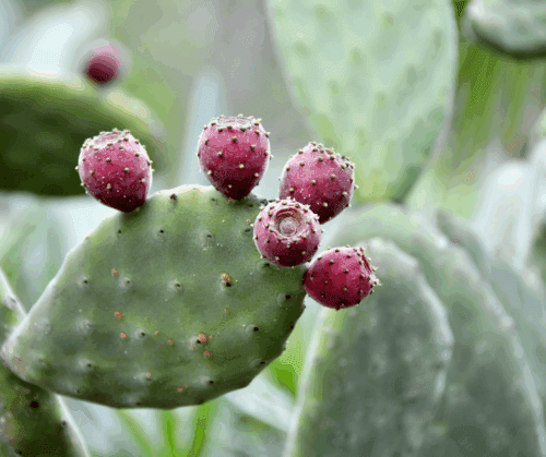 Prickly pear cactus