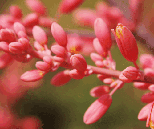 How to grow hesperaloe, red yucca.