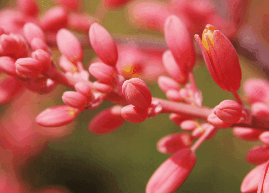 How to Grow Hesperaloe Parviflora: A Guide to Not-Just-Red Yucca