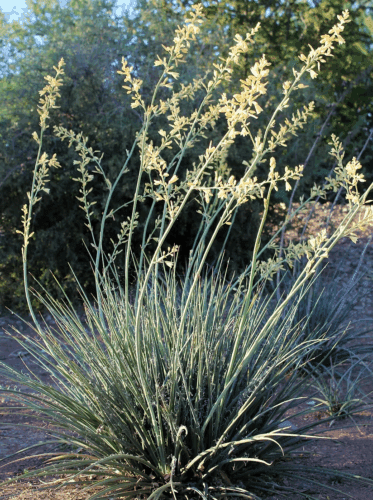 Little Miss Sunshine hesperaloe.