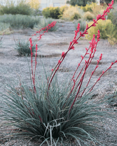How to grow hesperaloe Stoplights yucca. 