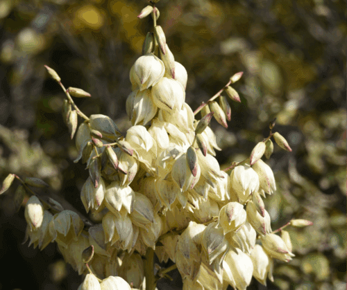 soft yucca flowers