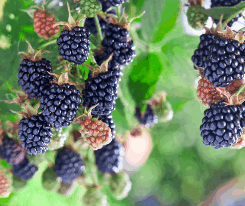 Blackberries