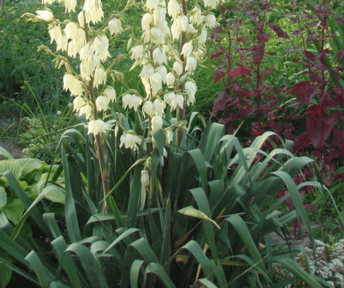Xeriscape landscape plants.