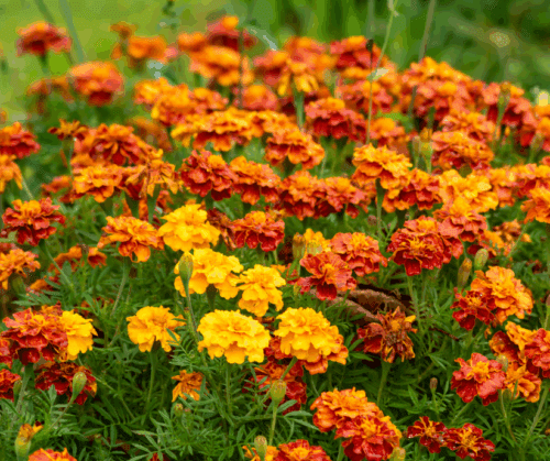 Fall marigolds