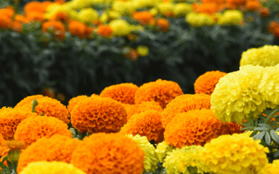 Fall Marigolds: Pollinators, Culture and Blooming Beauty.