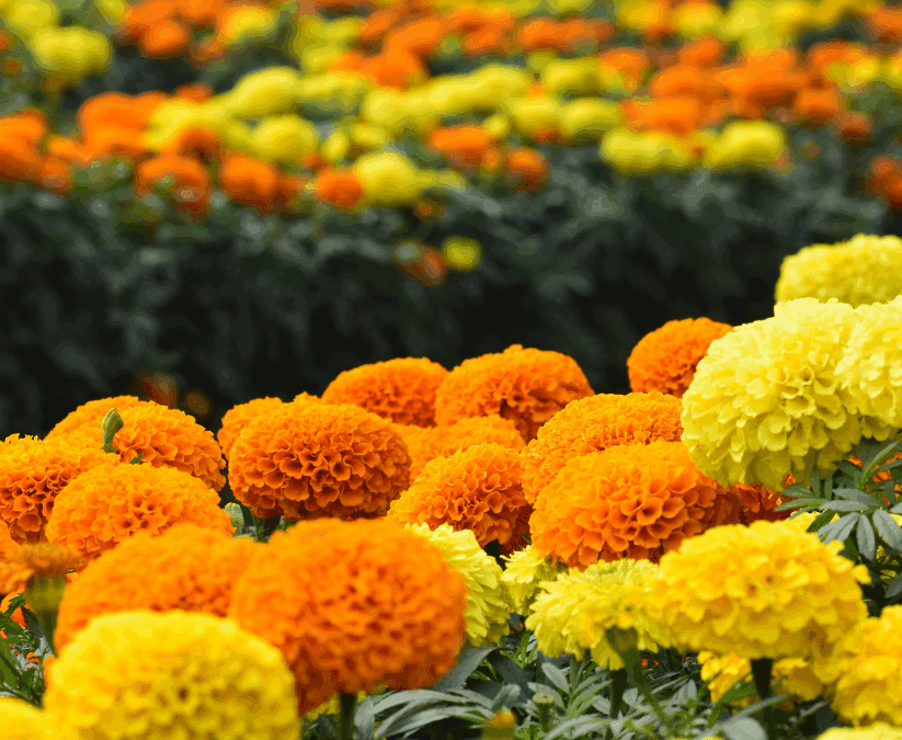Fall Marigolds: Pollinators, Culture and Blooming Beauty.