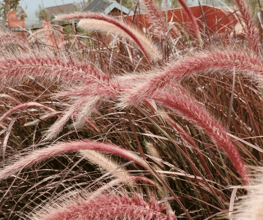 Purple Fountain ornamental grass in bloom.