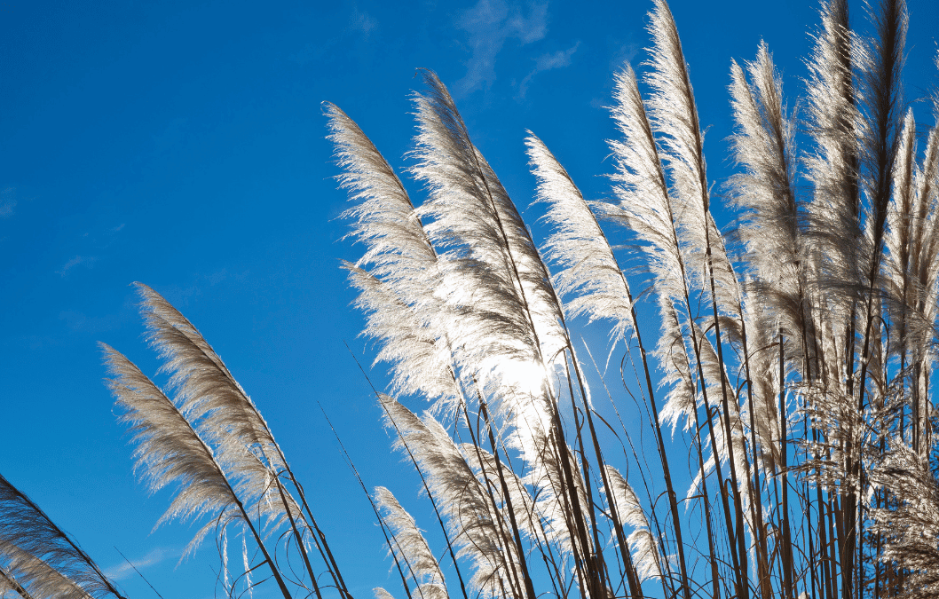 Benefits of Planting Ornamental Grass for Water Infiltration