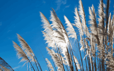 Benefits of Planting Ornamental Grass for Water Infiltration