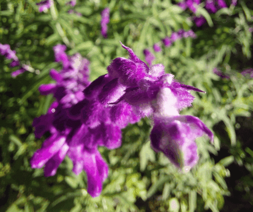 Mexican Bush Sage (Salvia leucantha)