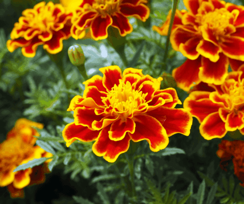 Fall marigolds