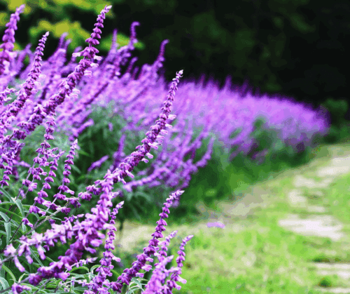Mexican Bush Sage (Salvia leucantha)