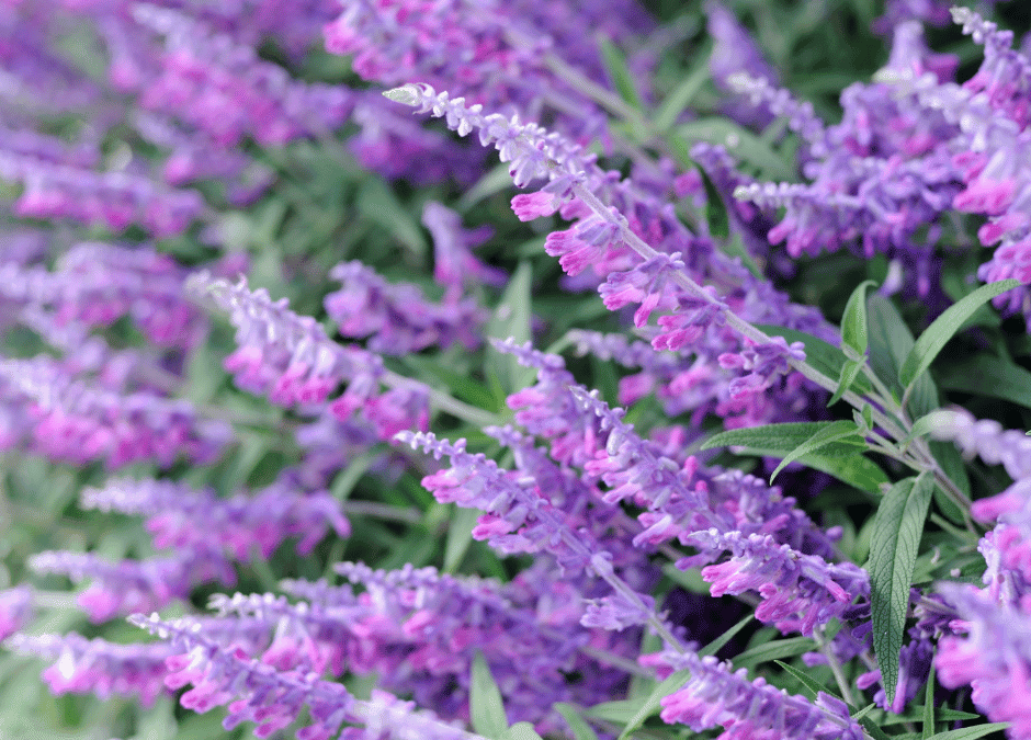 Growing Mexican Bush Sage (Salvia Leucantha) in San Antonio