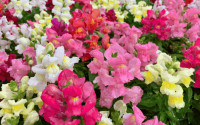 Planting Fall Snapdragons in San Antonio