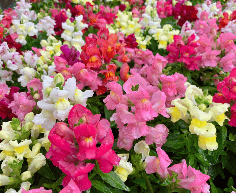 Planting Fall Snapdragons in San Antonio
