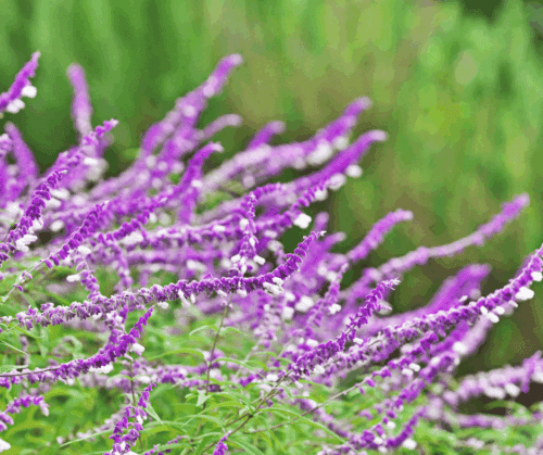 Close up of gorgeous purple sage/salvia
