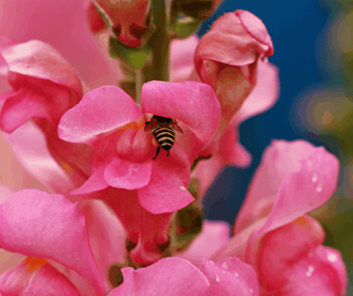 Planting fall snapdragons provides late nectar sources for pollinators.