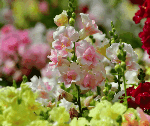 Snapdragons