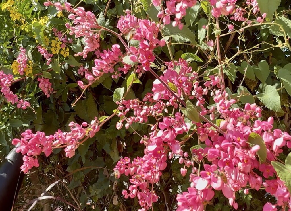 Bees on coral vine in San Antonio, Texas.