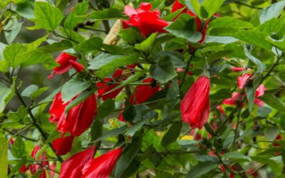 Giant Mexican Turk’s Cap: A Hummingbird Magnet for San Antonio