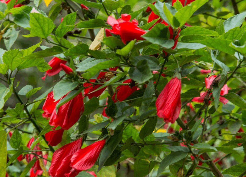 Giant Mexican Turk’s Cap: A Hummingbird Magnet for San Antonio