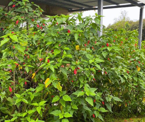 Giant Mexican Turk's Cap