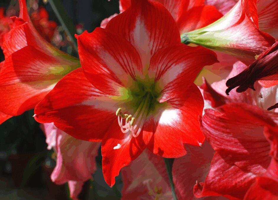 Growing Amaryllis in Texas Two Ways: Holiday Color/Spring Blooms