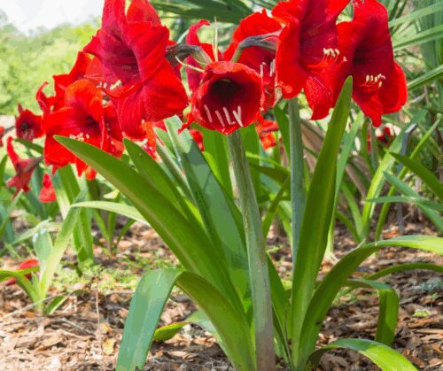 Growing amaryllis outside, the flower usually blooms around Easter.