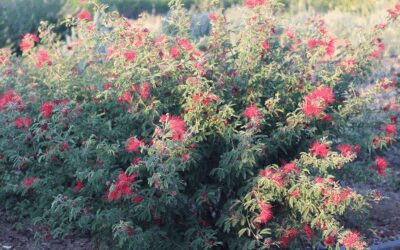 Growing Mexicali Rose Fairy Duster in San Antonio