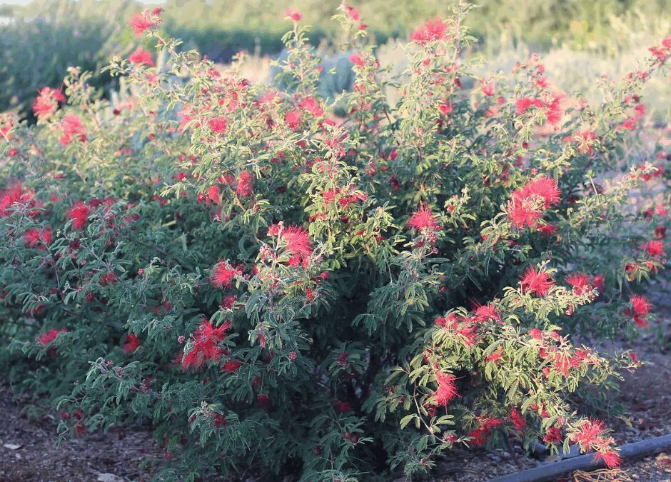 Growing Mexicali Rose Fairy Duster in San Antonio