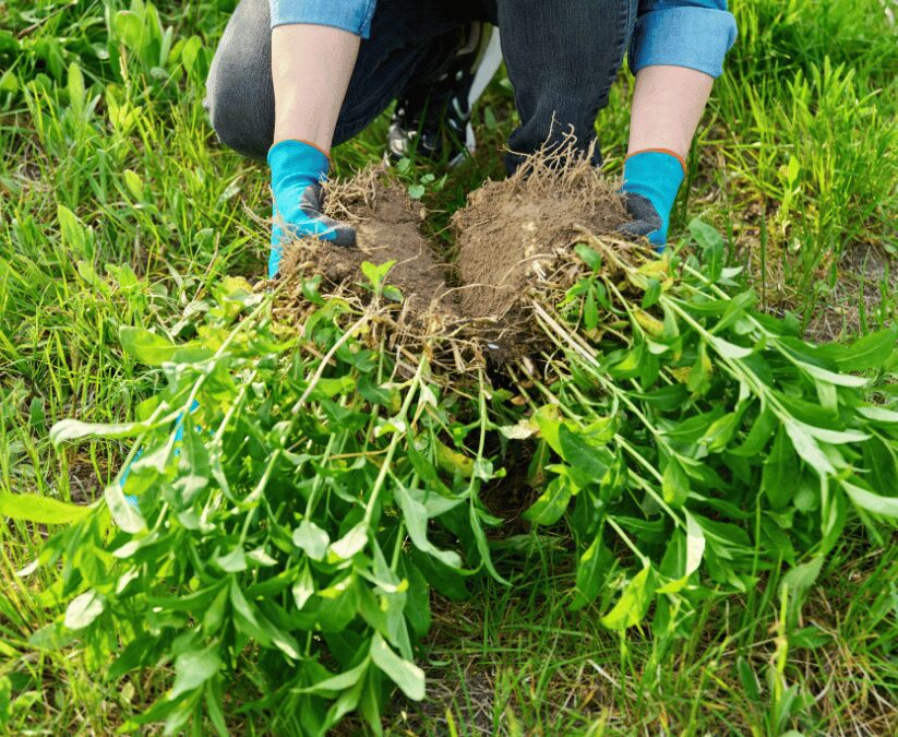 Dividing Perennials in Fall in San Antonio for Healthier Plants