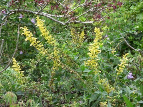Forsythia sage, yellow salvia, in a landscape.