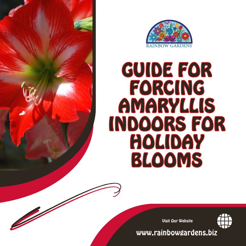 Graphic for guide for forcing amaryllis bulbs indoors.