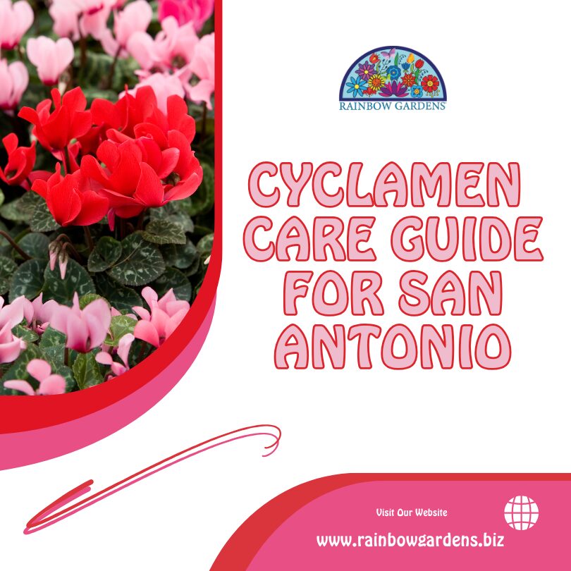 Graphic for cyclamen guide.