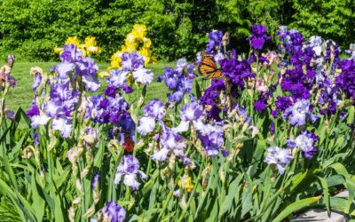 Growing Reblooming Bearded Iris in San Antonio: Care Guide