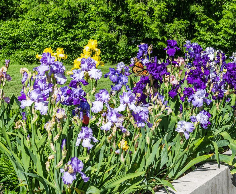 Growing Reblooming Bearded Iris in San Antonio: Care Guide