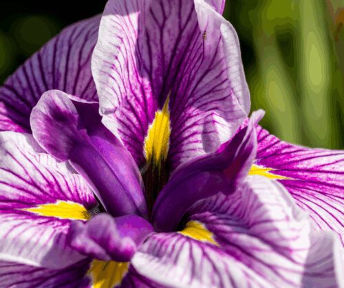 Reblooming bearded iris